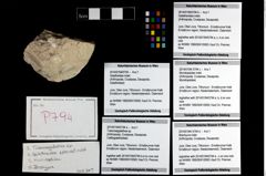 Foto (Objekt + Etikett) von Tuberosagalathea sp.  (NHMW-GEO-2014-0194-0794a)